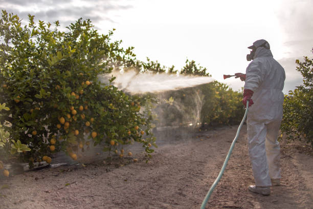 Wasp Removal Services in Skyline Ganipa, NM