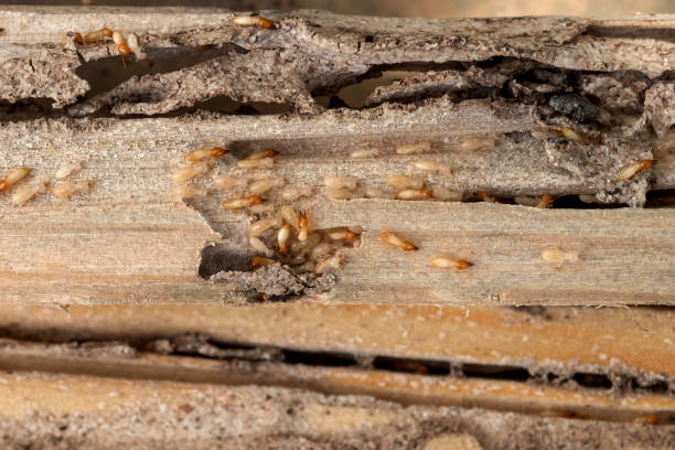 Best Pest Inspection Near Me  in Skyline Ganipa, NM